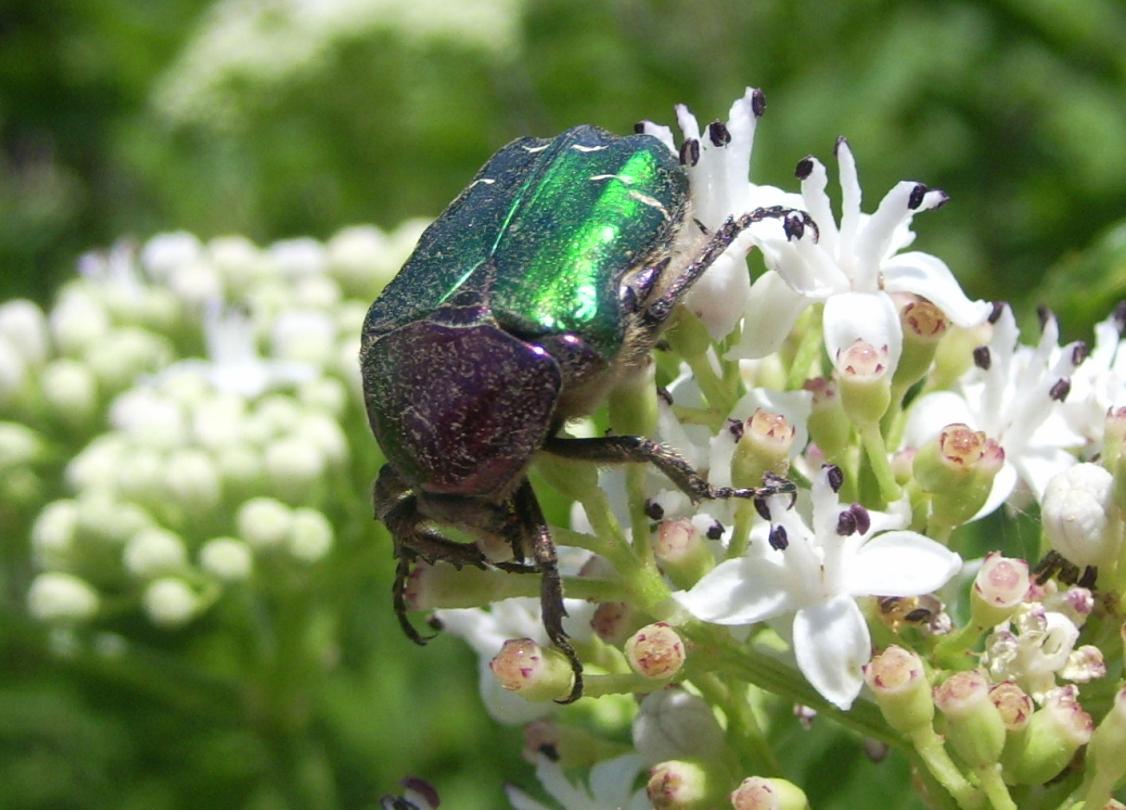 Cetonia aurata pisana